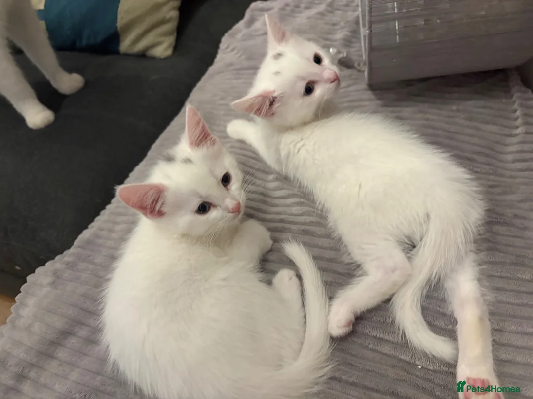 Mixed Breed cats for sale: male kittens - Advert 4
