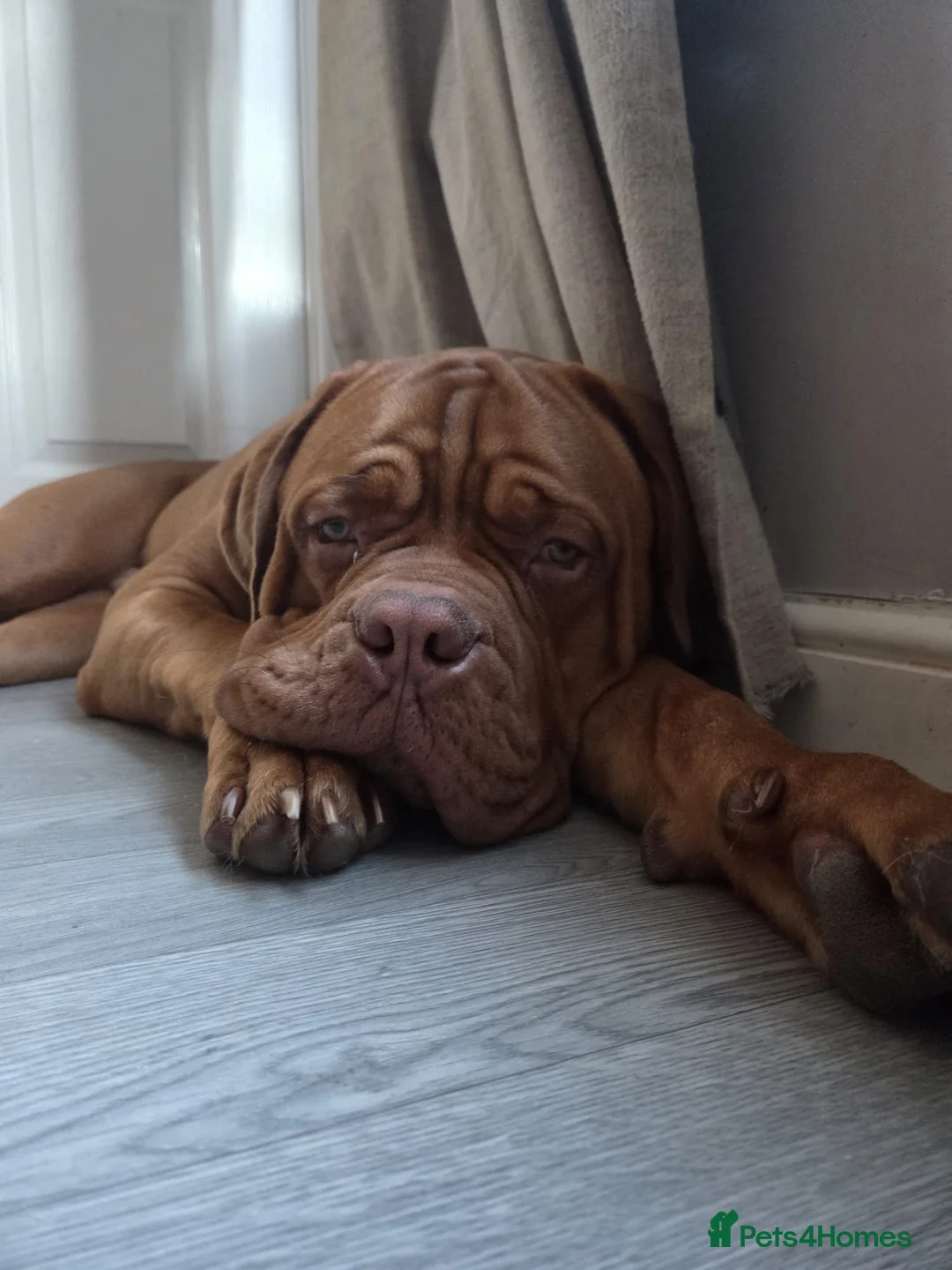 Dogue De Bordeaux dogs for sale: Exceptional KC registered Chunky Puppies  - Advert 11