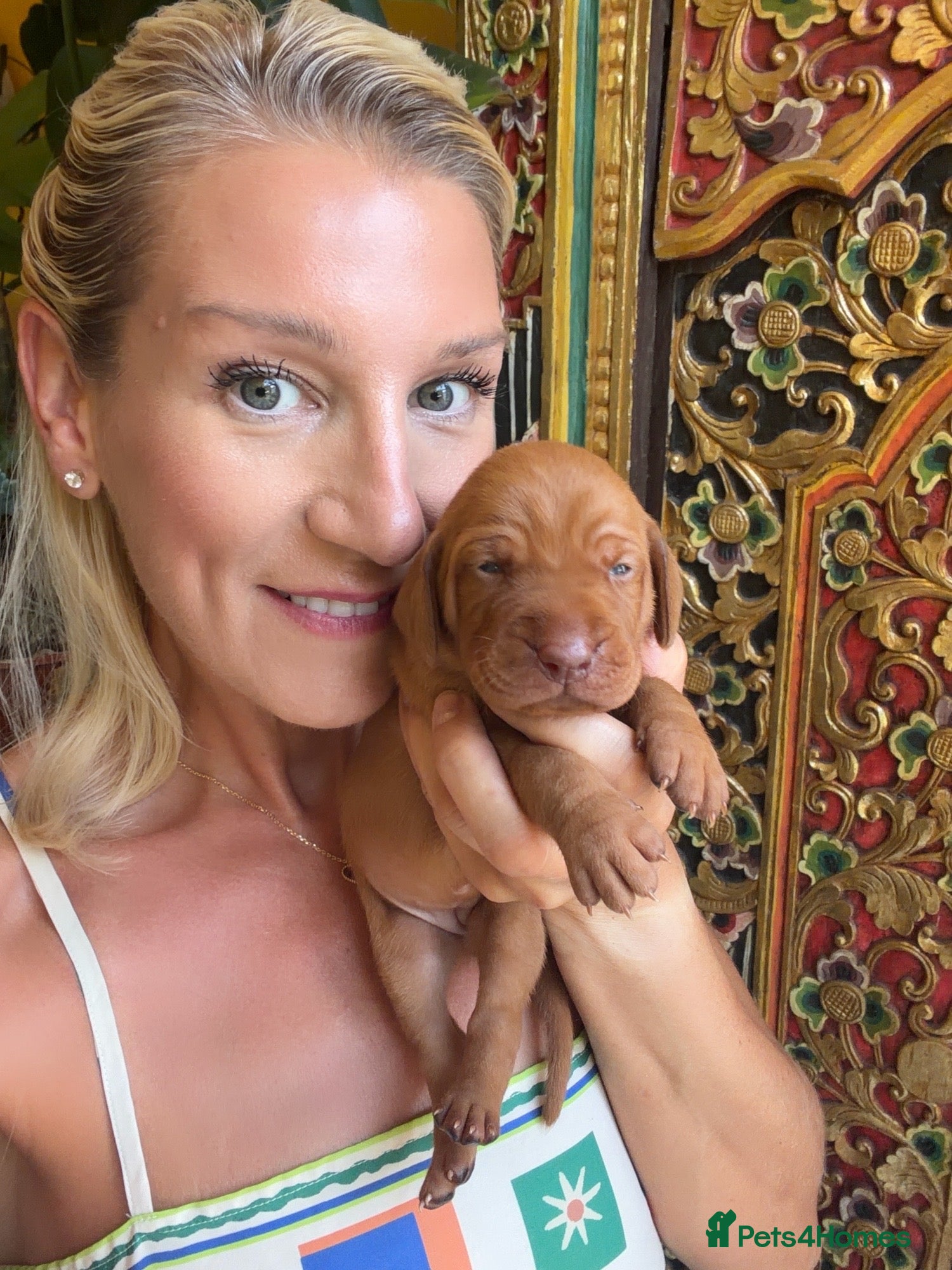 Hungarian Vizsla dogs New KC REG Hungarian Vizsla Beautifully Bred,  - Advert 6