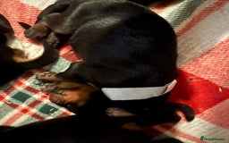 Dobermann dogs for sale: 🏆Supreme Dobermanns - Where Excellence Begins 🏆 - Image 21