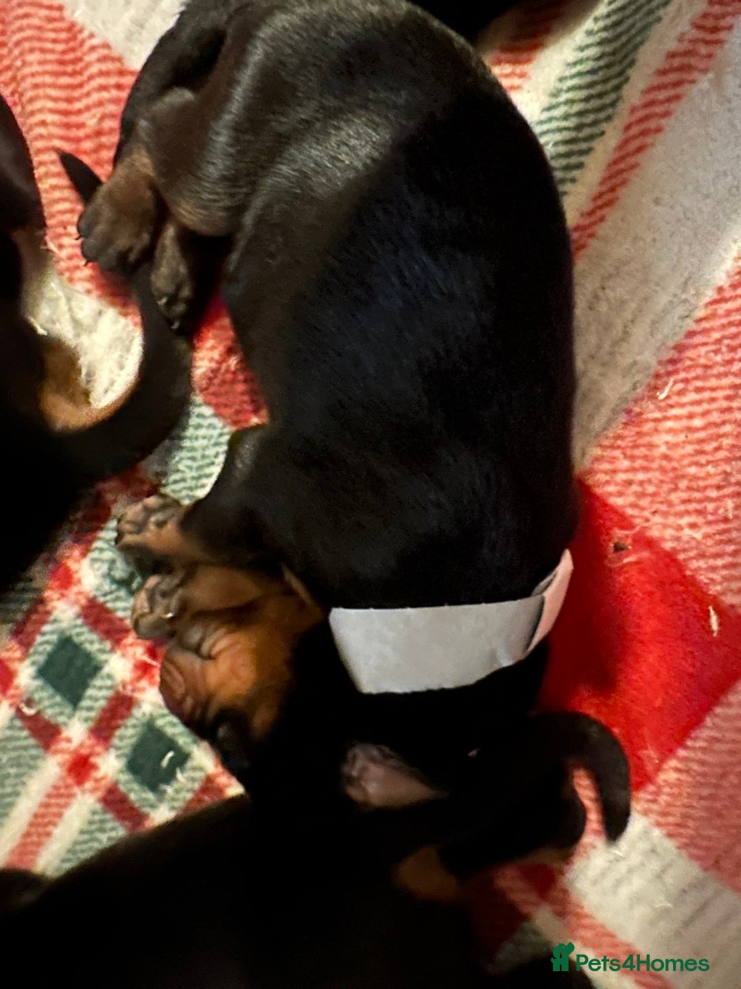 Dobermann dogs for sale: 🏆Supreme Dobermanns - Where Excellence Begins 🏆 - Image 21