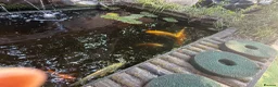 Koi Carp fish for sale:  Various fish  - Advert 5