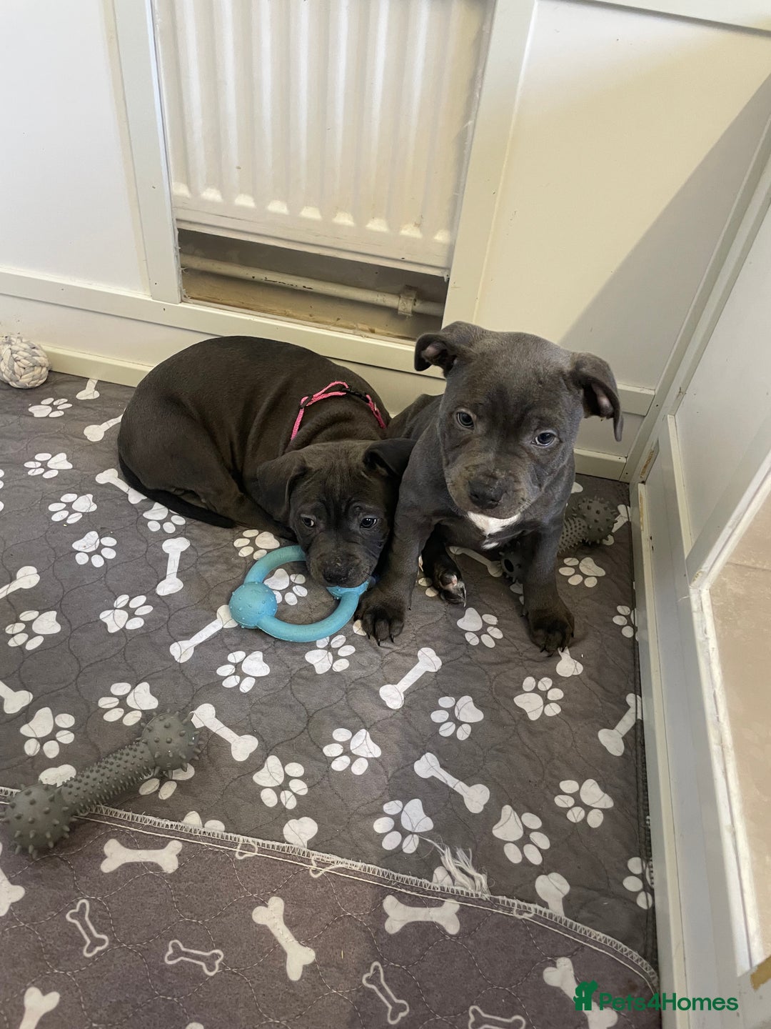 Staffordshire Bull Terrier dogs for sale: Exceptional Champion Pedigree, *READY NOW* - Image 4