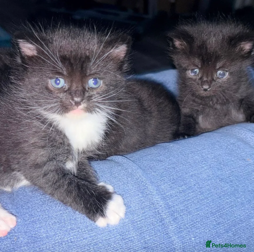 British Shorthair cats for sale: 7 fluffy kittens  - Advert 1