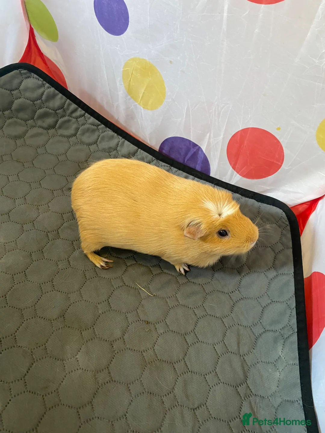 Guinea Pig rodents for sale: 2 Beautiful sisters need loving new home  in Knutsford - Advert 11