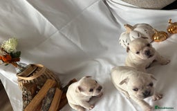 French Bulldog dogs for sale: French Bulldog Puppies – 3 Boys Available - Advert 2