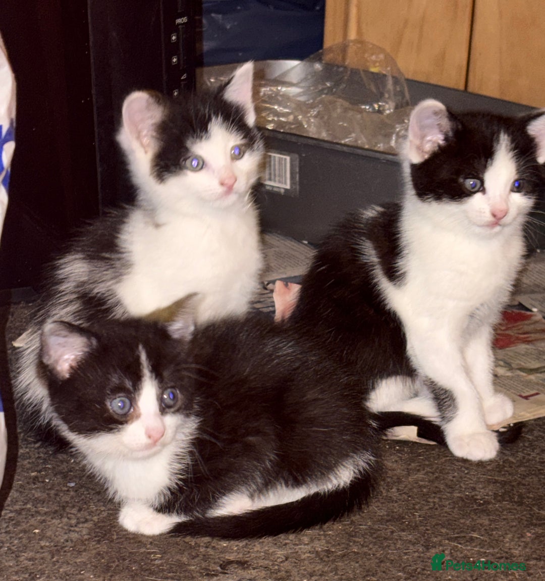 Mixed Breed cats for sale: Mixed kittens  - Image 30