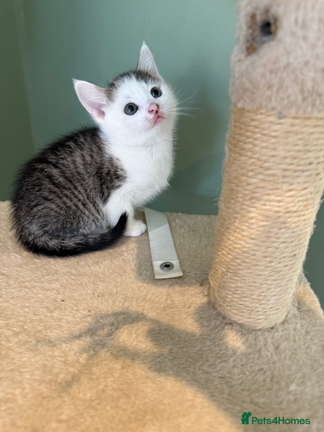 Mixed Breed cats for sale: Mixed Kitten - Image 2