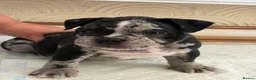 American Bully dogs for sale: 🌟BANK HOLIDAY SPECIAL🌟 Pocket bully pups 😍🐶🏆  - Advert 24