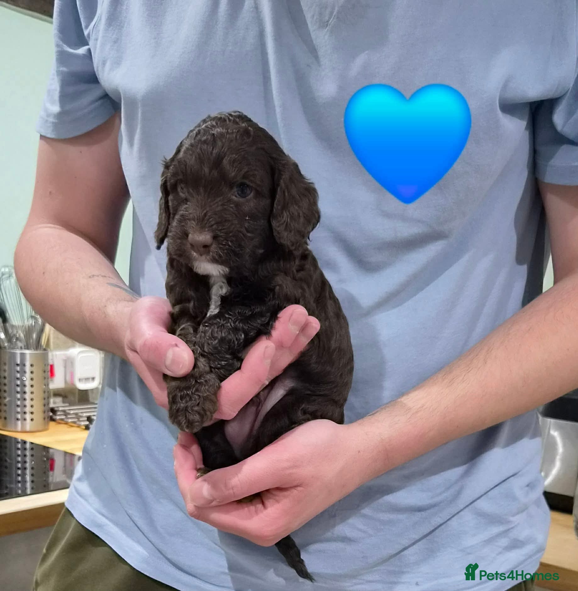 Cockapoo dogs Lovely F1 Cockapoo Puppies! - Advert 1