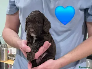 Cockapoo dogs Lovely F1 Cockapoo Puppies! - Advert 1