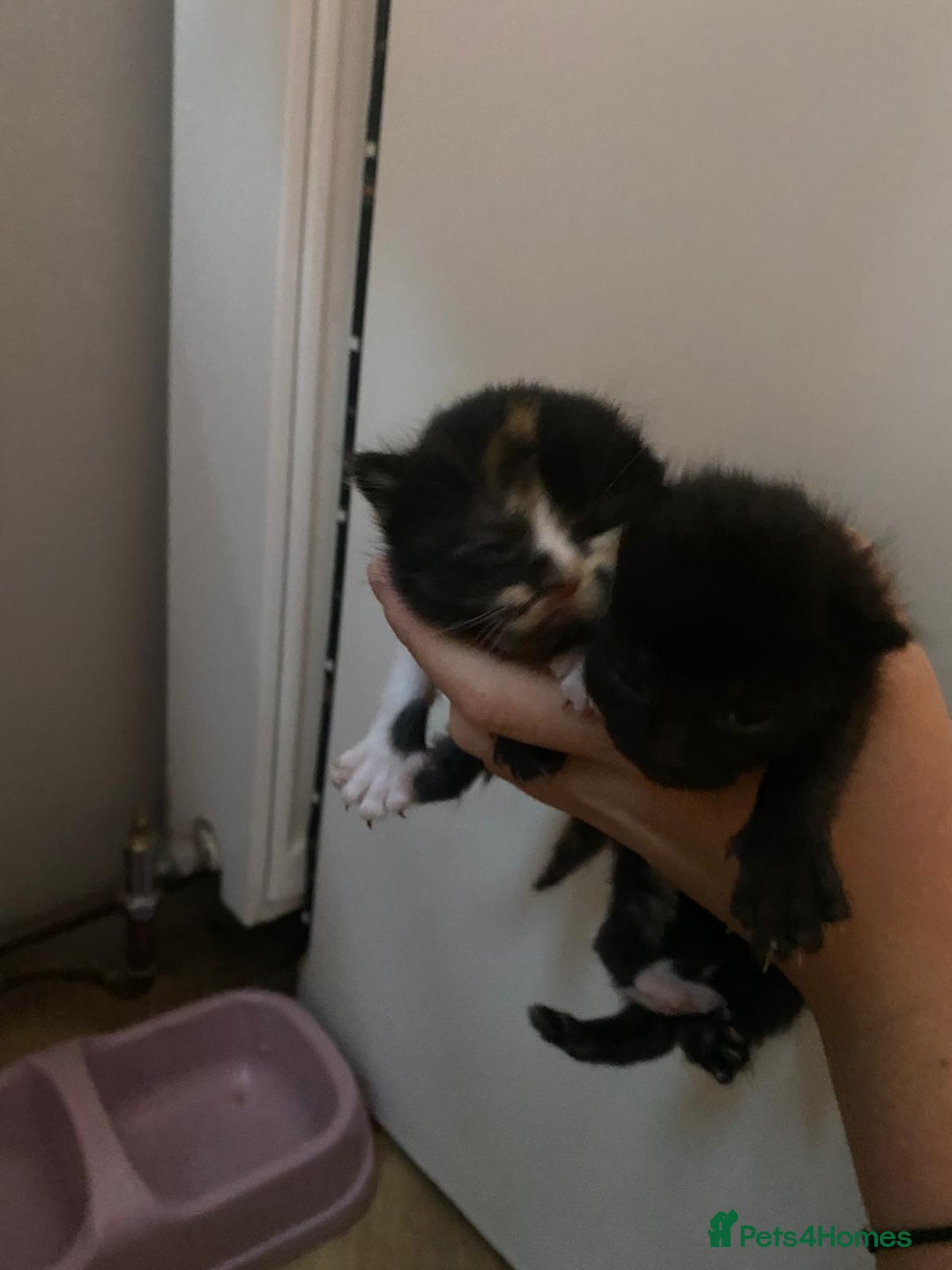 Mixed Breed cats for sale: Kittens for sale  - Image 6