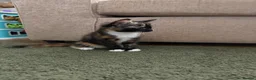 Mixed Breed cats for sale: Kittens  - Advert 18