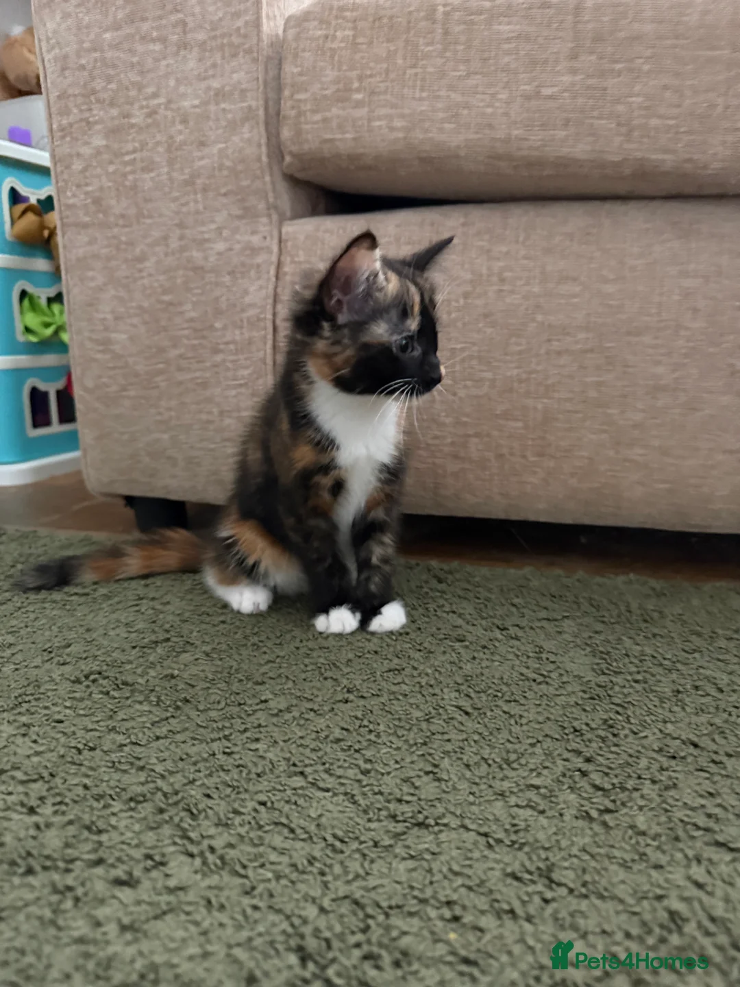 Mixed Breed cats for sale: Kittens  - Advert 18