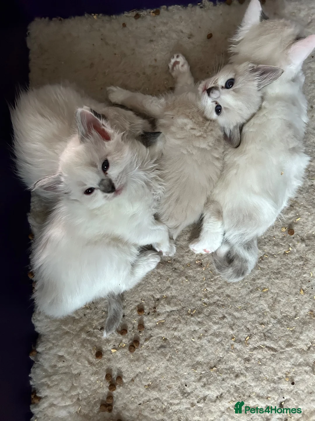 Ragdoll cats for sale: Ragdoll kittens for sale - Advert 9