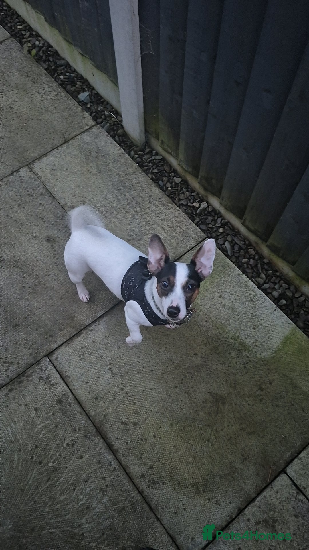 Jack Russell dogs for sale: Jack russle pups for sale - Advert 19