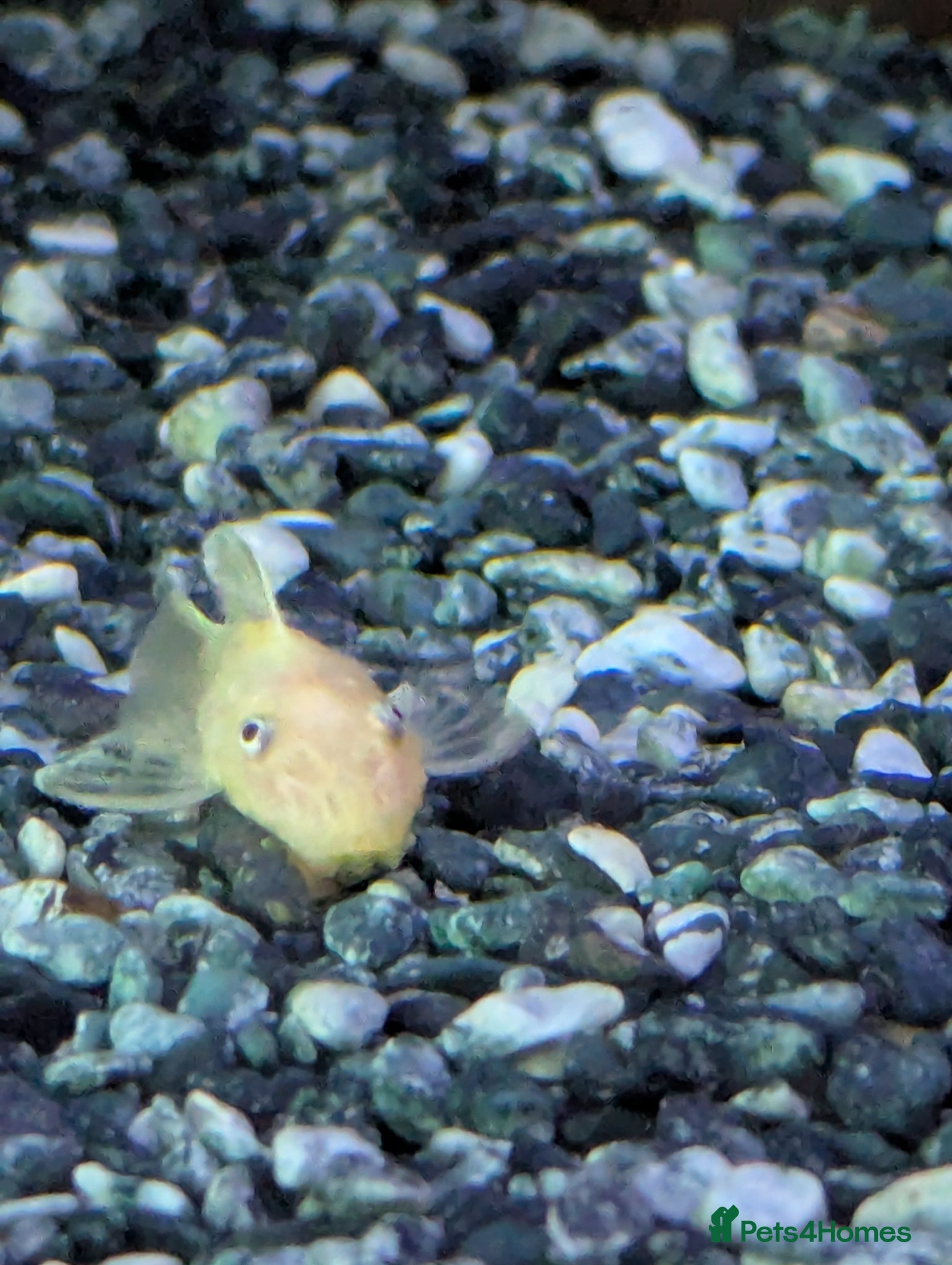 Catfish fish for sale: L144 lemon bristlenose plecos  in Maryport - Advert 8