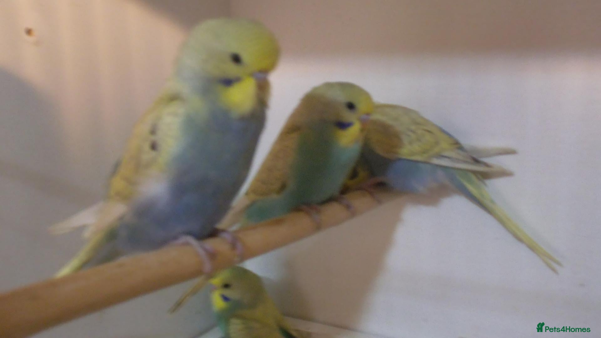 Budgerigars birds for sale: Beautiful Baby Budgies 6 weeks old - Advert 2