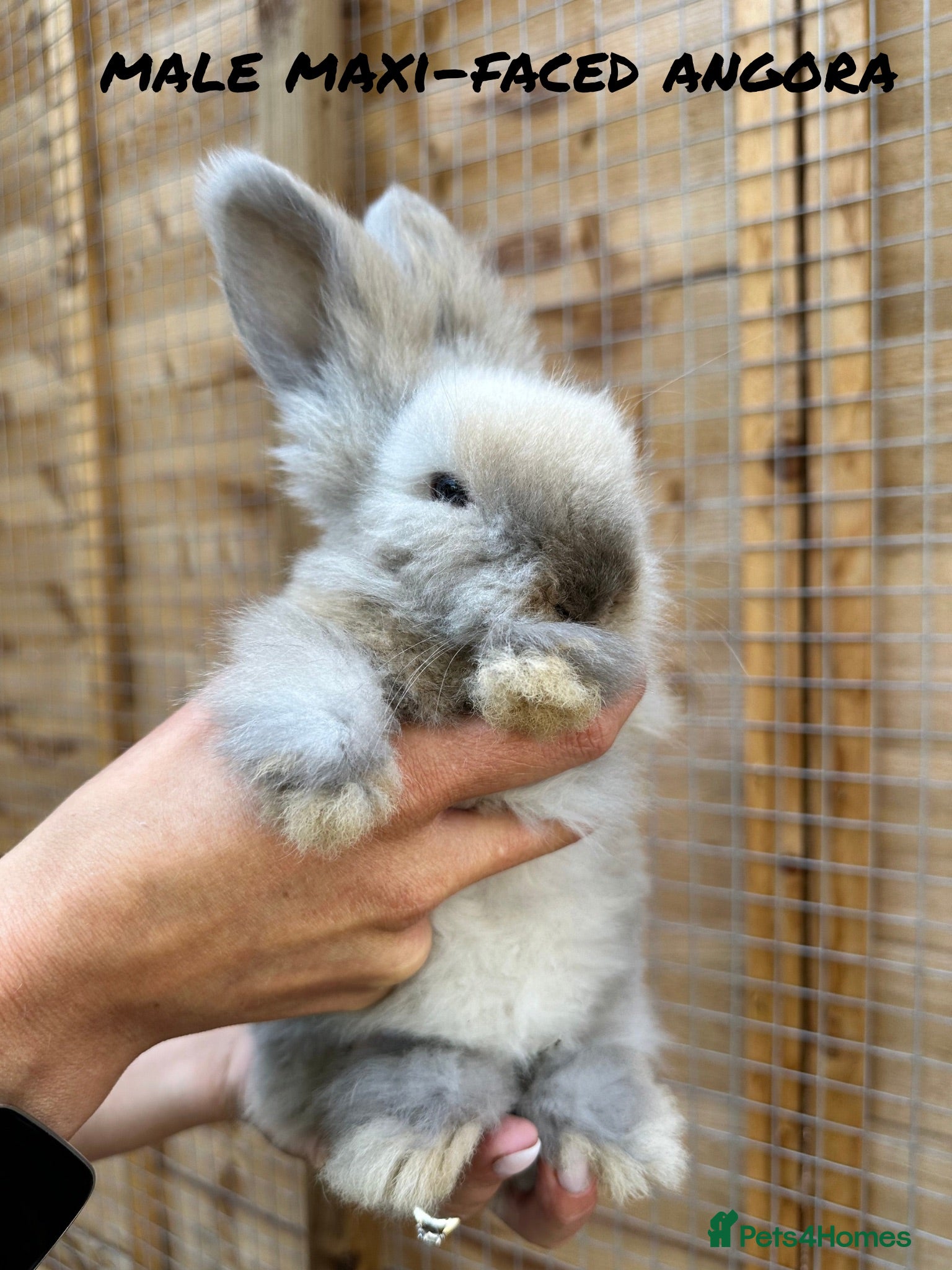 Angora rabbits Maxi-Faced Angora Babies - Advert 9