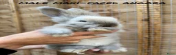 Angora rabbits for sale: Maxi-Faced Angora Babies - Advert 4