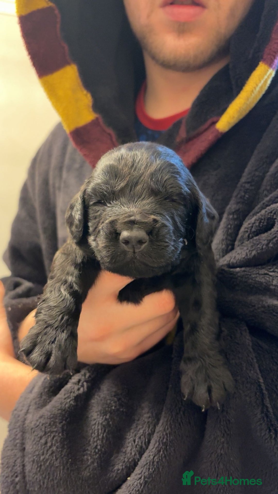 Cocker Spaniel dogs for sale: Cocker spaniel puppies - Advert 8