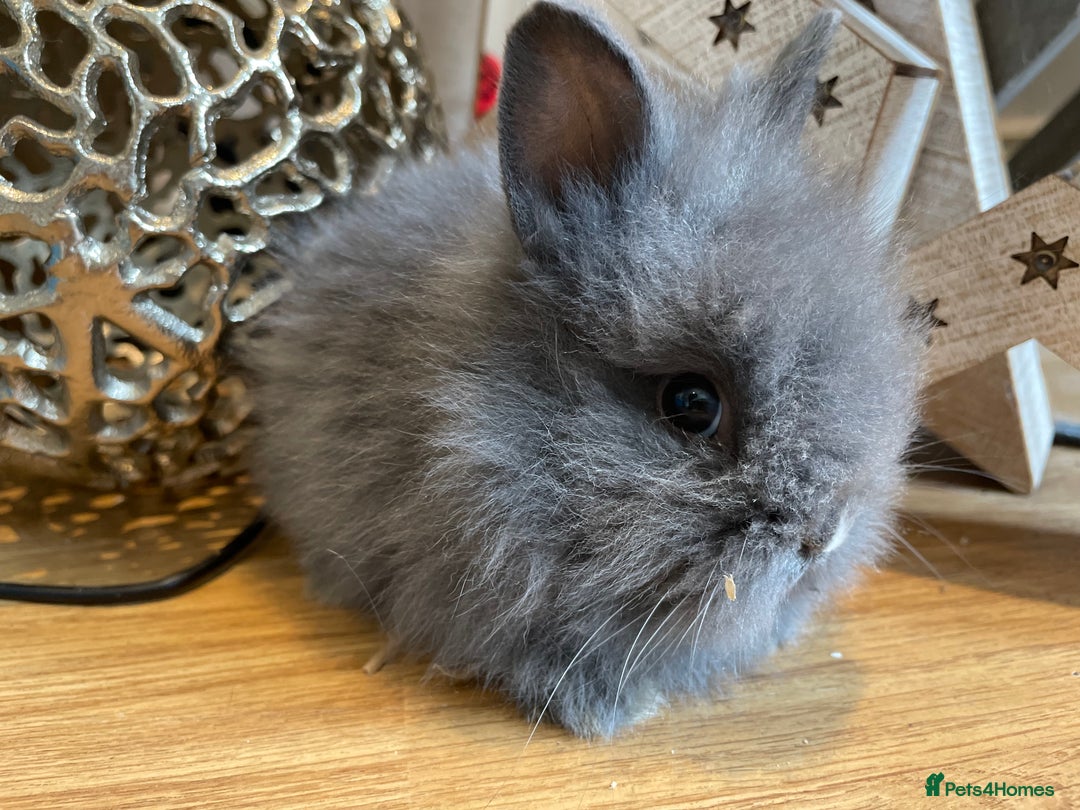 Lionhead rabbits for sale: 2 double mane lion heads  for sale  - Image 2