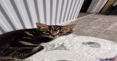 Mixed Breed cats Ready to leave now  - Advert 4