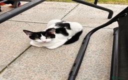 British Shorthair cats for sale: 2 kittens for rehome - Image 5