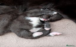 Mixed Breed cats for sale: Lovely black and Tuxedo kittens for sale - Image 1