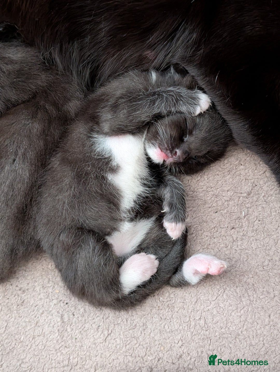 Mixed Breed cats for sale: Lovely black and Tuxedo kittens for sale - Image 1