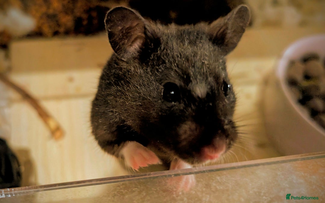 Hamster rodents for sale: Adorable Female Syrian Hamster for Adoption  - Image 9