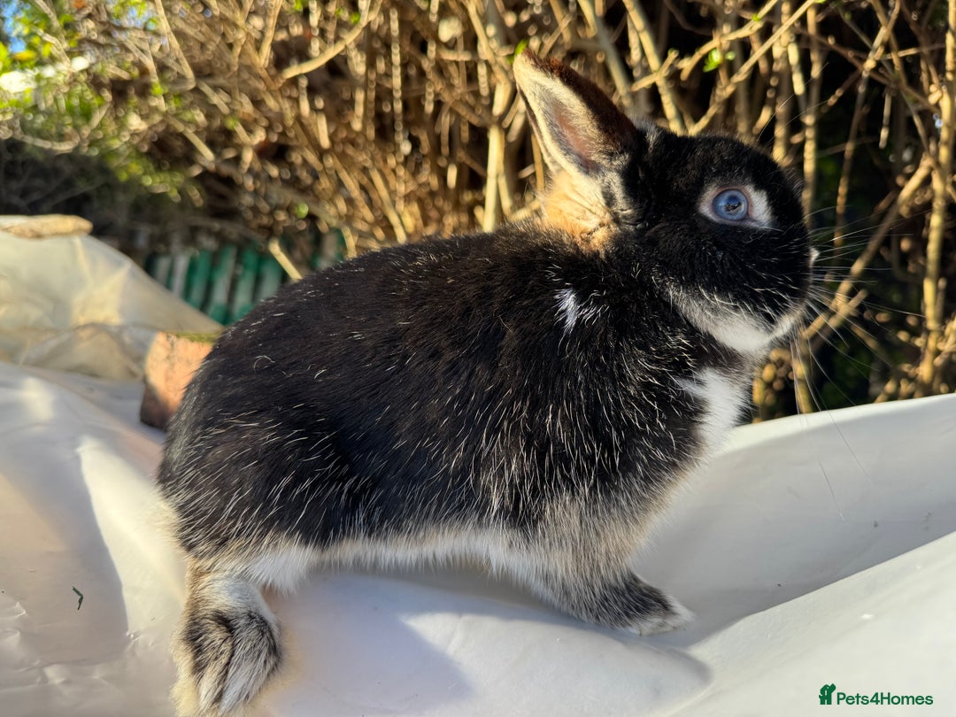 Netherland Dwarf rabbits for sale: Pair of young Netherland Dwarfs doe & buck - Advert 4