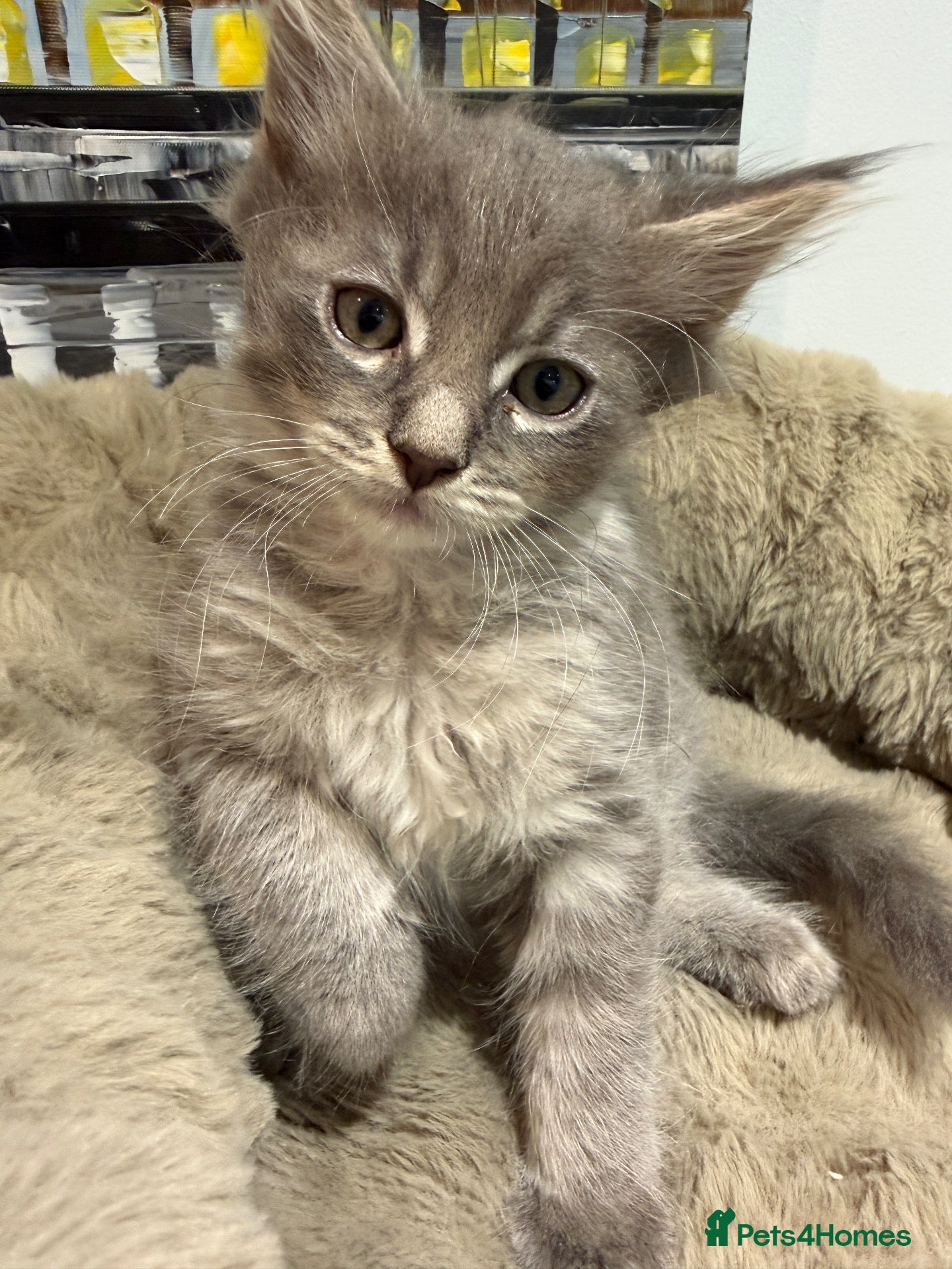 Maine Coon cats Ready now  Maine Coon x Ragdoll Kittens  - Advert 2