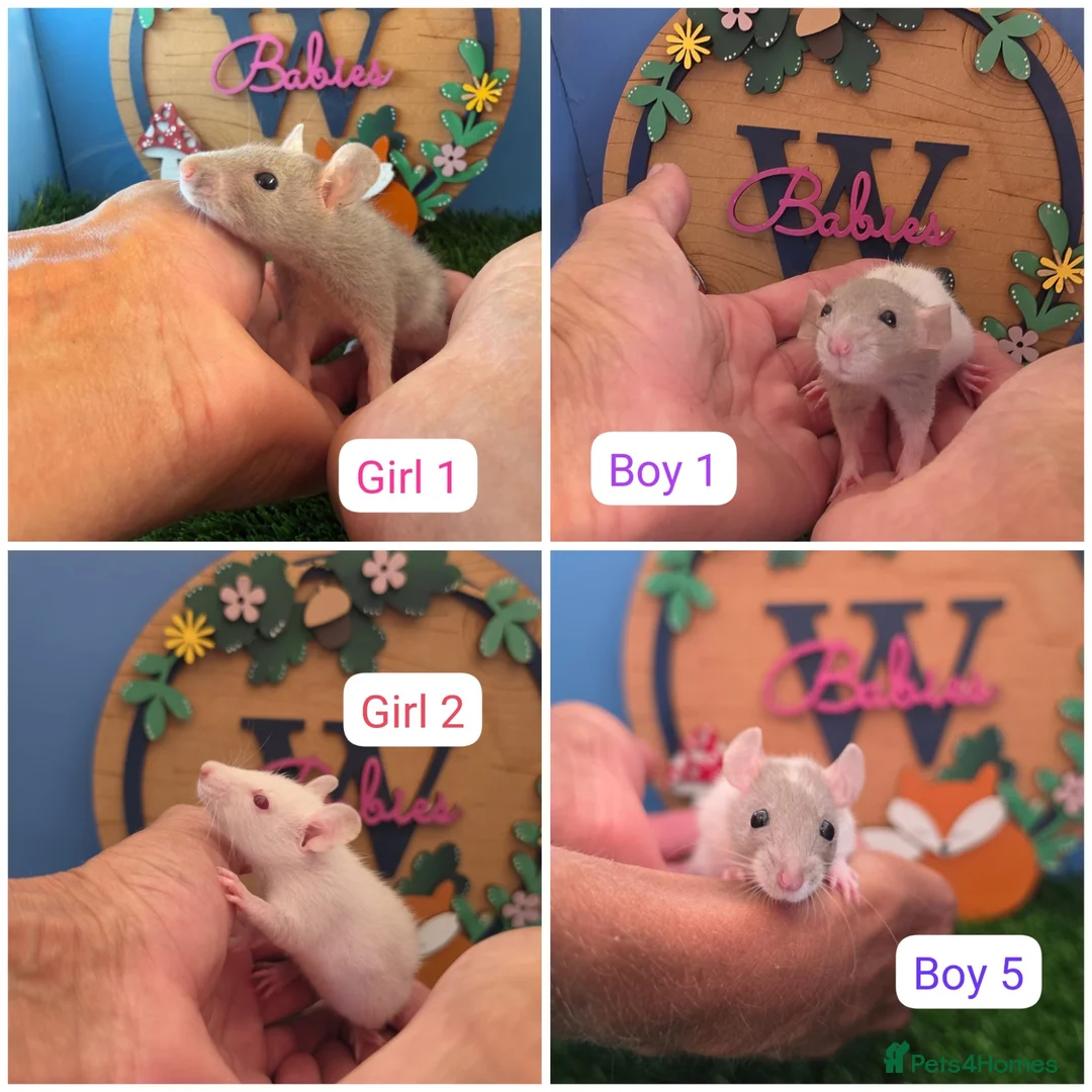 Rat rodents for sale: Baby Dwarf Rats Boys Girls  - Advert 1