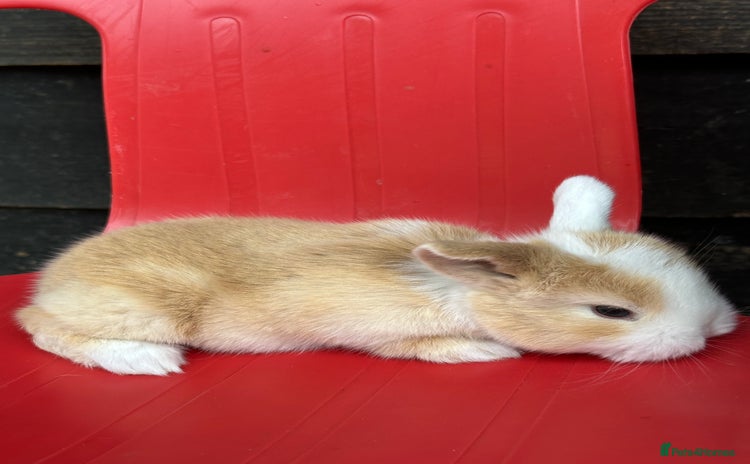 Mini Lop rabbits - Advert 12