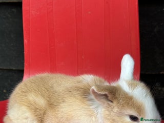 Mini Lop rabbits - Advert 40