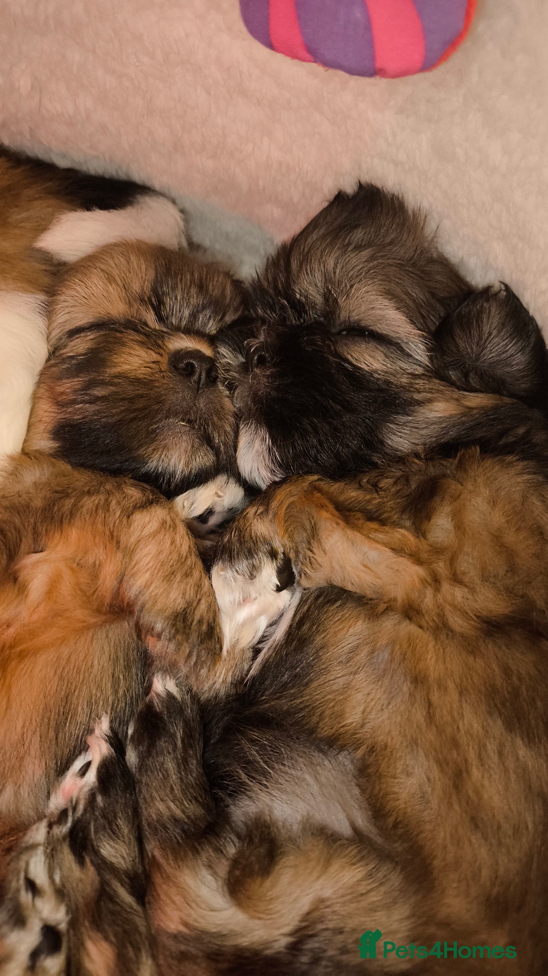 Shih Tzu dogs for sale: SHIH TZU STANDARD - PURE BREED  - Advert 2