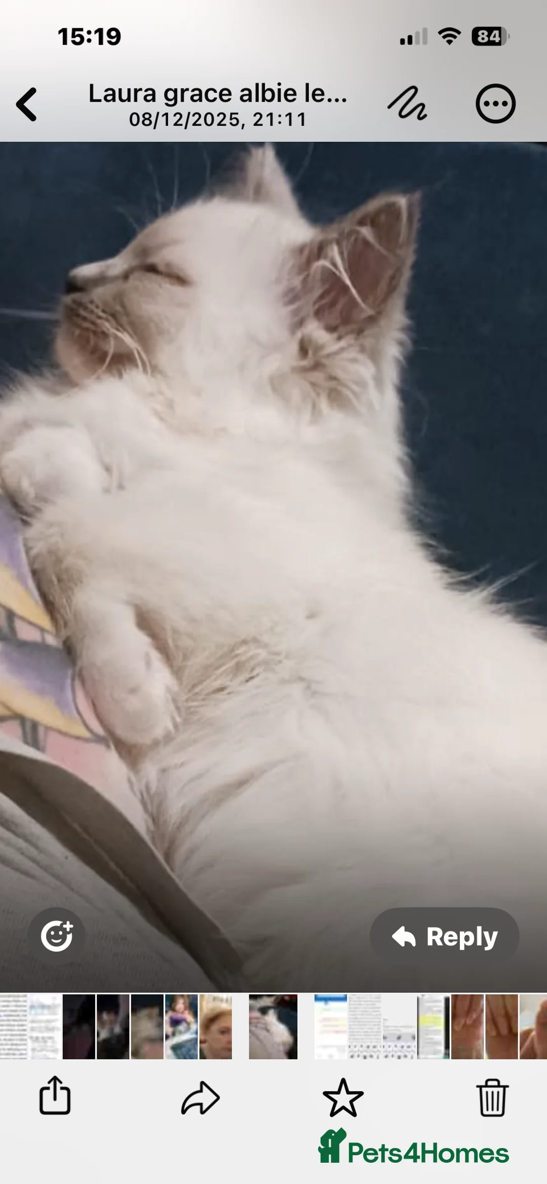 Ragdoll cats for sale: Rare blue+lilac bicolour + blue tortie kittens - Advert 27