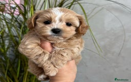 Maltipoo dogs for sale: Beautiful Best Friends Maltipoo toy puppies - Image 18