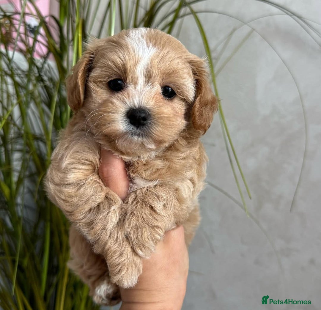 Maltipoo dogs for sale: Beautiful Best Friends Maltipoo toy puppies - Image 18
