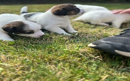 Jack Russell dogs for sale: Pedigree Jack Russell Puppies  - Image 29