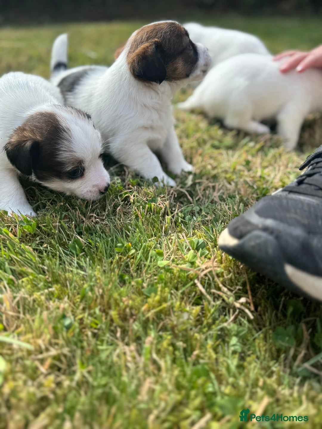 Jack Russell dogs for sale: Pedigree Jack Russell Puppies  - Image 29