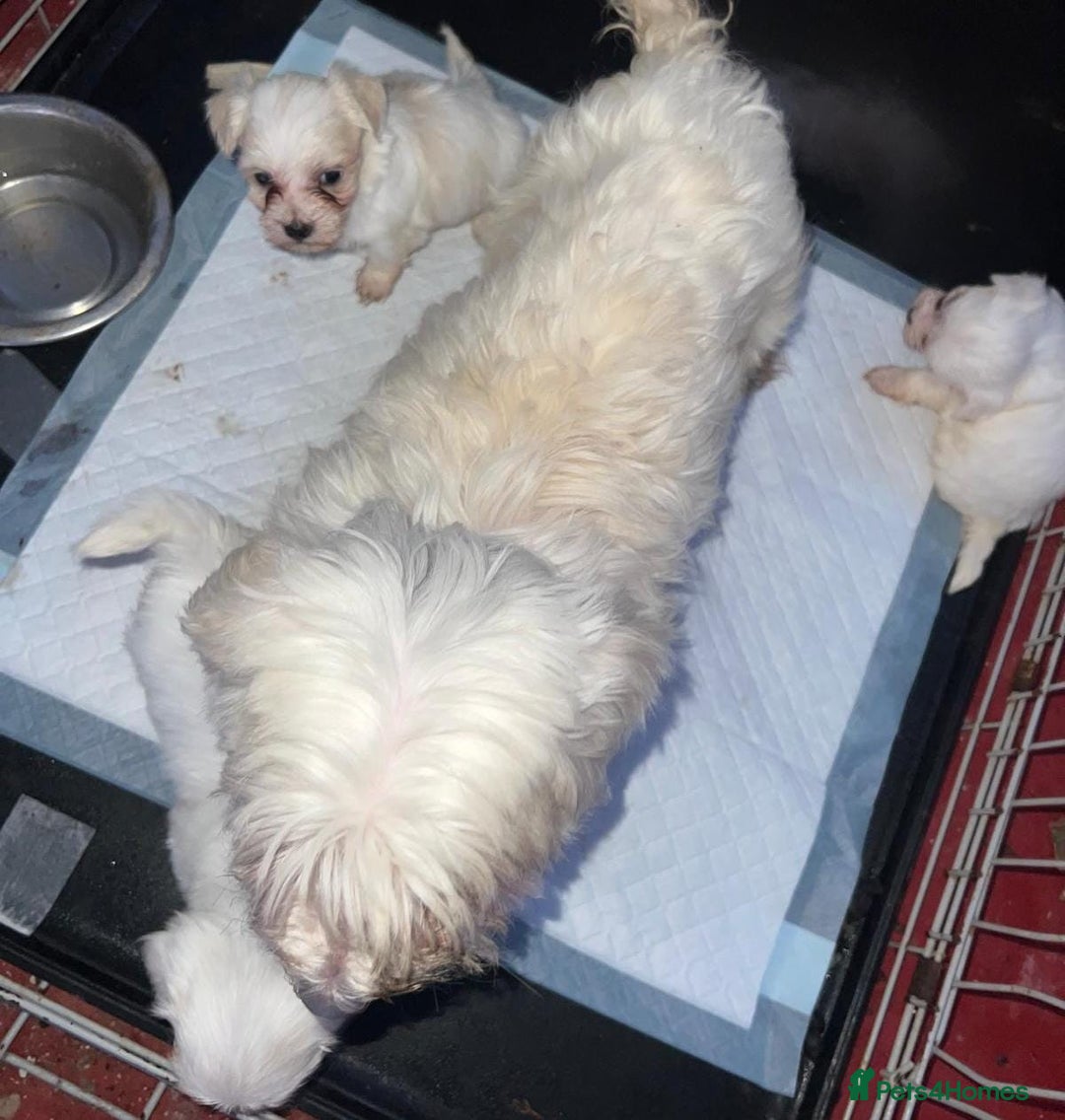 Maltese dogs for sale: Maltese puppies available 🩵🩷💚  - Image 11