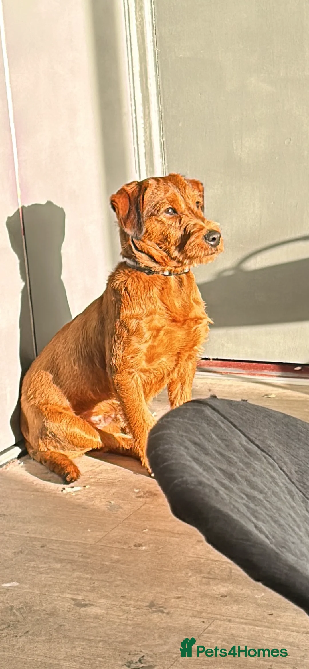 Jackapoo dogs for sale: jackapoo for sale portadown  - Advert 2