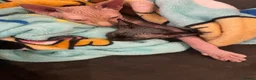 Sphynx cats for sale: 😍4years old Sphynx  - Advert 5
