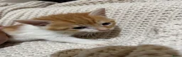 American Shorthair cats for sale: Cuddly Cute Kalic Kittens🐾 - Advert 35