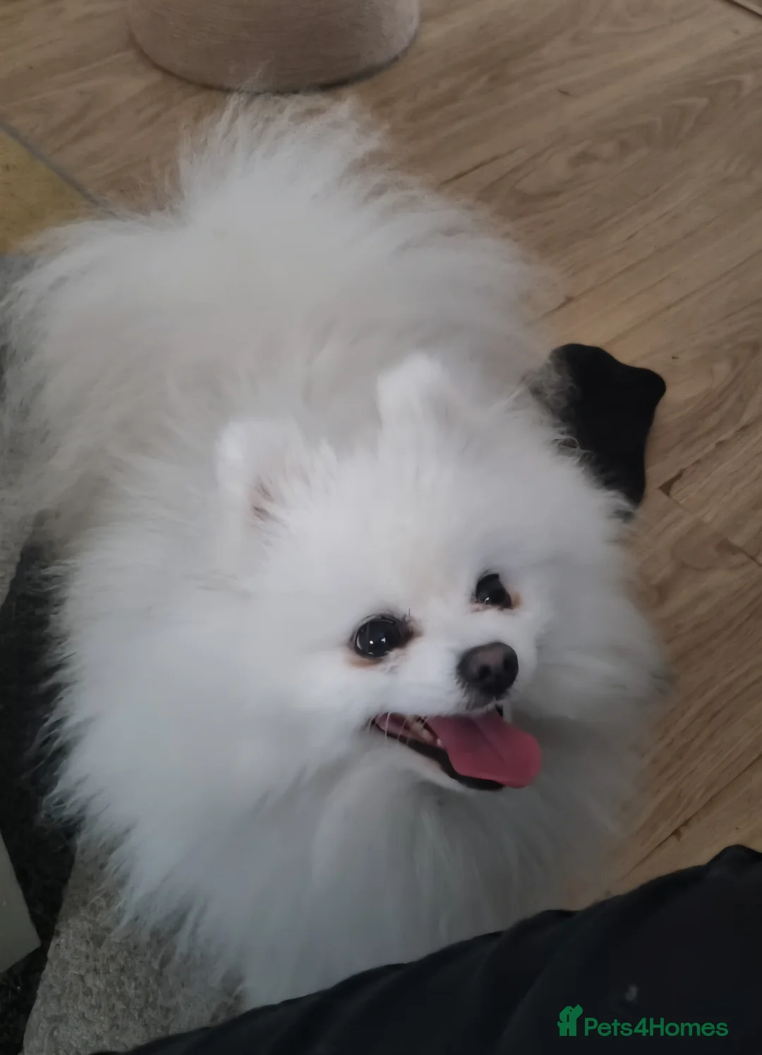 Pomeranian dogs for stud: KC PURE WHITE RUSSIAN POM  - Advert 4