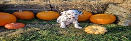 Dalmatian dogs for sale: KC Registered Dalmatian Puppies  - Advert 10