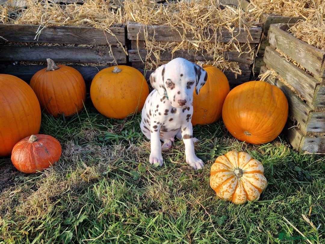 Dalmatian dogs for sale: KC Registered Dalmatian Puppies  - Advert 10