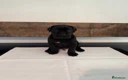 Cane Corso dogs for sale: Purebred Cane Corso Puppies – Exceptional Parent - Image 8